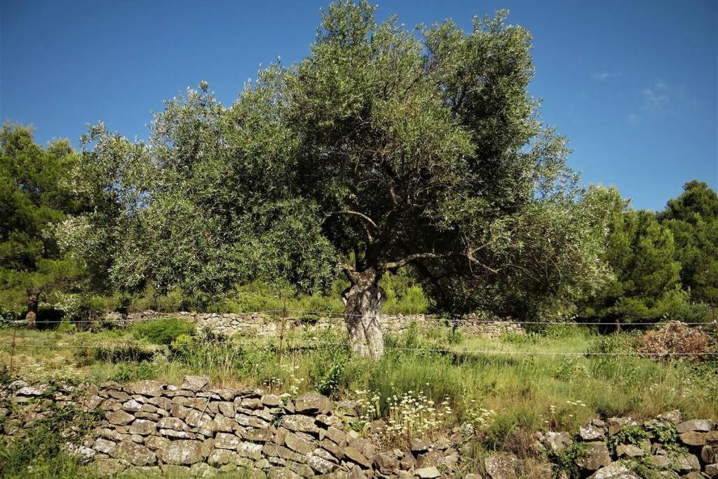 Villa L'Arbre à soleil Aigues-Vives  Exterior foto